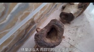 Китайский фермер откопал кость мамонта