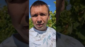 Заболел ли виноградник Шишканова без обработок? Провел расследование! 17 августа 2024 г.