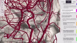 Наружная сонная артерия(a.carotis externa)#анатомия#наружнаясоннаяартерия#медицина