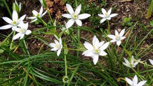 Цветы Птицемлечник - многолетнее луковичное растение. Белый птицемлечник цветёт на моей террасе.