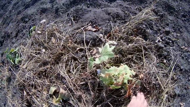 Моя Смородина Малина Осень 2018 смотреть онлайн