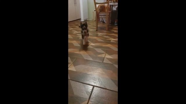 Первая неделя Алтая в новой семье...щенок хаски в 1,5 мес смотреть онлайн