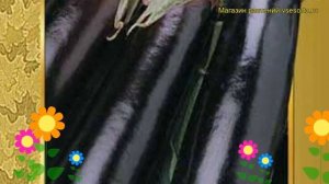 Баклажан длинный Длинный Фиолетовый. Краткий обзор, описание характеристик Fioletovyy