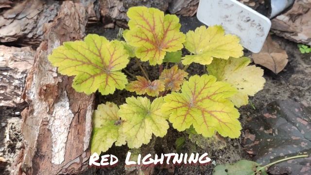 Моя кроха гейхера сорт Red lighting окрас листьев в сентябре смотреть онлайн