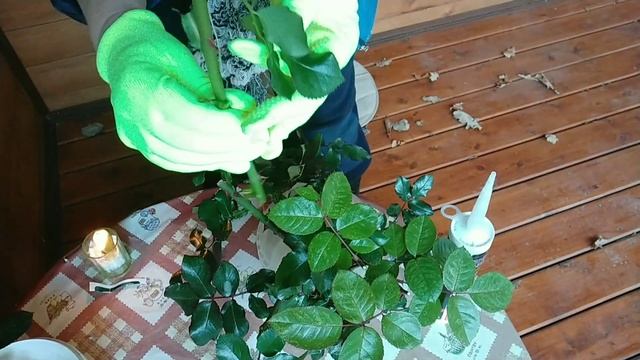 Результаты черенкования роз осенью в грунт на даче/уход за розами весной... смотреть онлайн