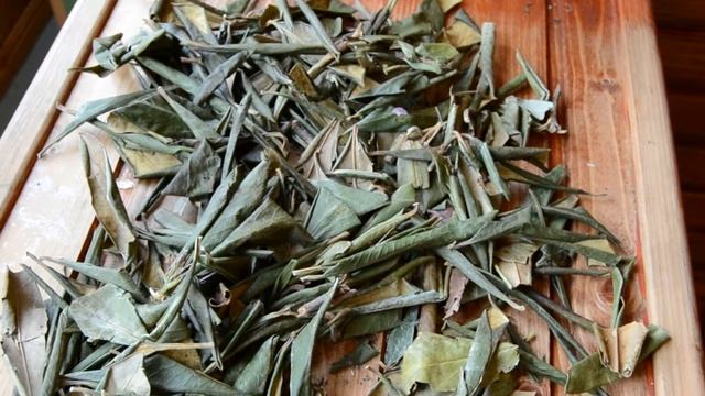 Рододендрон Кавказский