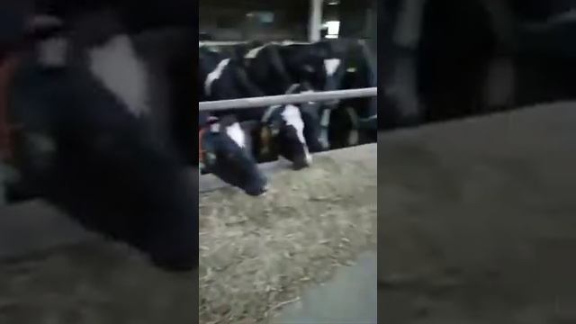 Датские голштинские нетели, поставленные нами на СПК колхоз «Колос» , Ростовская область смотреть онлайн