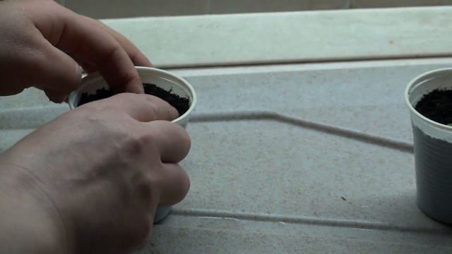 Пикировка рассады петунии. смотреть онлайн