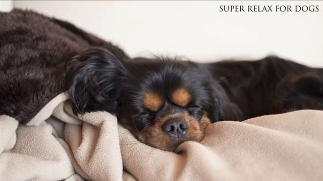 #12🐶 💤 музыка предназначена для собак 🐶расслабляющая музыку спать беспокойные собака 🐶 смотреть онлайн