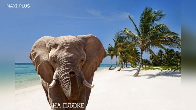 ✅ 15 Звуков "Звук Слона" за 30 секунд.