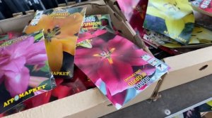 РОЗЫ?КОМУ СИБИРСКИЕ РОЗЫ????♀️ . ЗРИТЕ В КОРЕНЬ ☝️. МАГАЗИН «МАТЕРИК» МИНСК??????