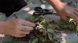 Залила Молодило (Каменную Розу). Что делать? Пересаживать! Спасать, что можно!