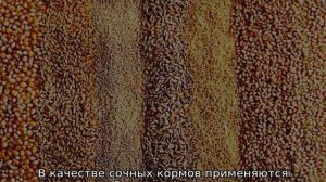 Чем кормить бройлеров в 2 месяца в домашних условиях