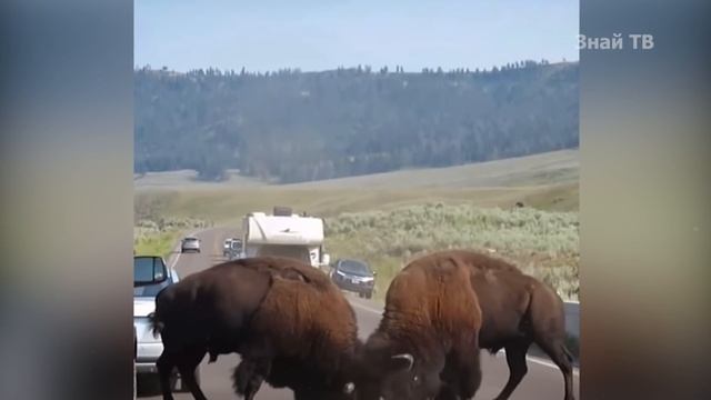 От такого бычка лучше держаться подальше - БИЗОН В ДЕЛЕ! смотреть онлайн