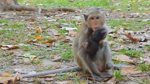 Great Work..! Pretty Mom Rose Stolen Mom Princess's Baby and Makes For Fun With Cute Baby Monkey