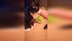 По СПРАВЕДЛИВОСТИ!.mp4