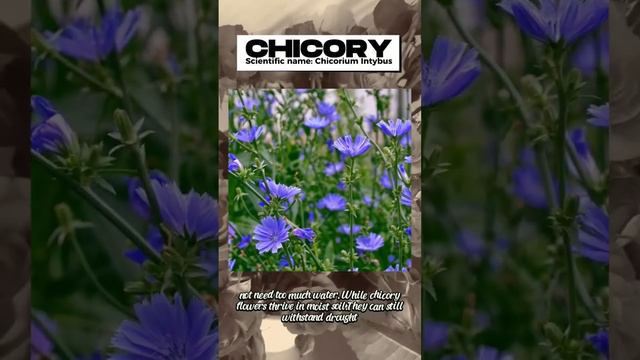 BLUE flowers from around the WORLD Part 3 #shortvideo #flowers #plants #florist #ofw