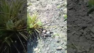 Как правильно обрезать листья у клубнике