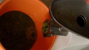 Измельчение листьев алоэ древовидного для получения сока  Мясорубка с более крупной решёткой