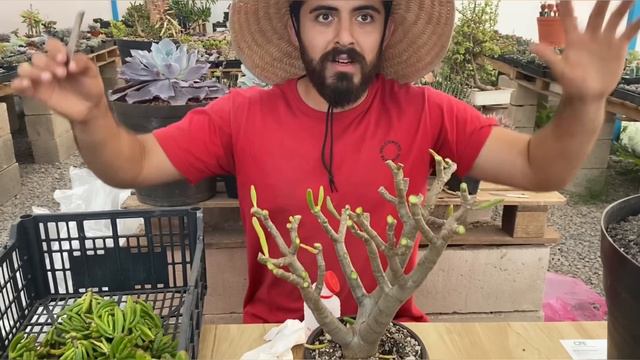 Como engordar el tronco de suculenta oreja de shrek / BONSAI DE SUCULENTA dedo de niño смотреть онлайн