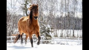 ХУТОРОК (СЫПАЛ СНЕГ БУЛАНОМУ ПОД НОГИ)