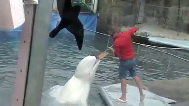 Московский дельфинарий. смотреть онлайн