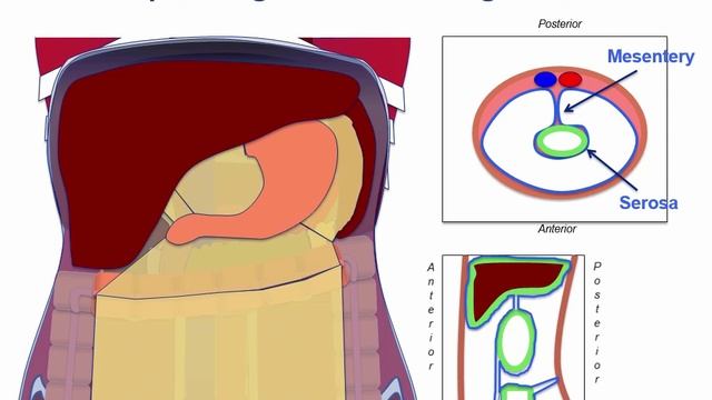 USMLE RX - 4.Желудочно-кишечный тракт - 1.Анатомия - 9.Важные связки ЖКТ