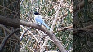 голубая сорока #сорока #azurewingedmagpie #オナガ#птицы #птицывгороде #птица #дикаяптица #birdwatching