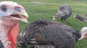 Индюки бронза,широкогрудая. Возраст 3 месяца.