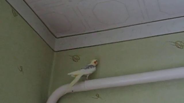 Попугай Жорик - трус смотреть онлайн