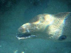 Мурена Марса Алам