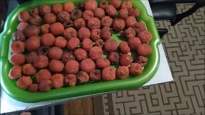 ХУРМА РОССИЯНКА полезные свойства