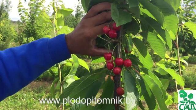 Черешня сорт Медуница смотреть онлайн