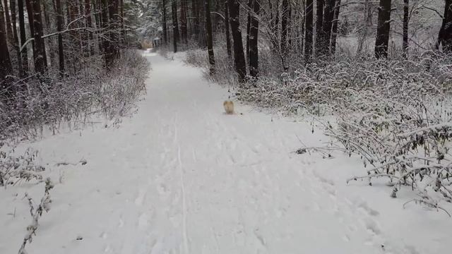 Как я Варю Кисель ?Выполняю Ваш Заказ ? Сказочный Лес ? Ruta Vlog Латвия Рига @HozajushkaRuta смотреть онлайн