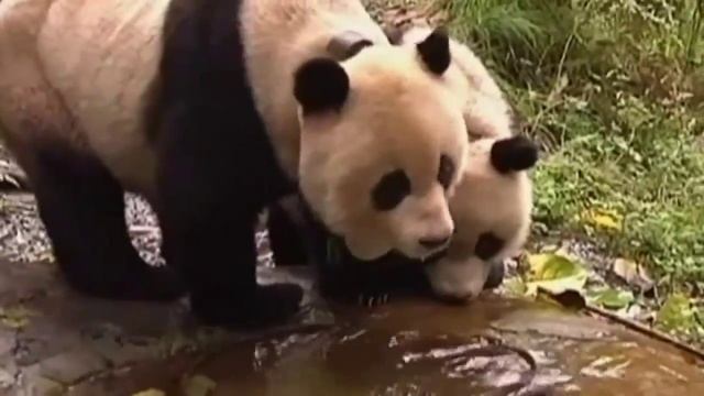 Люди в костюмах панды смотреть онлайн