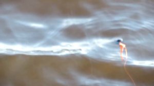 Поплавок- кивок  Испытание рыбалкой