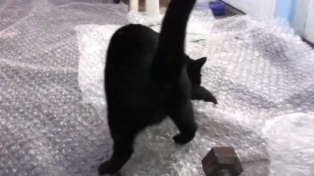 Смешные кошки :) Часть 118 кошки VS пупырчатая пленка)) смотреть онлайн