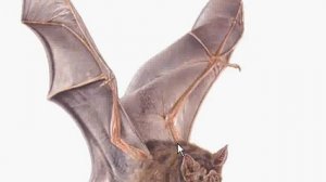 Вампир обыкновенный(летучая мышь)