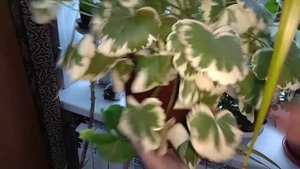 Герань. Обрываю листья. Наглядное видео