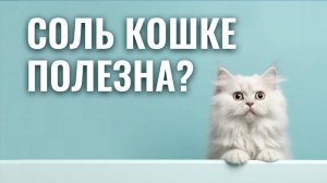 Почему в корм для стерилизованных добавляют соль?