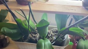 КАК разбудить СПЯЩУЮ почку на ОРХИДЕЯХ!!