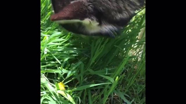 Хаски ест траву смотреть онлайн