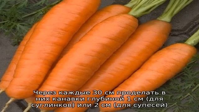 Среднеспелый сорт моркови Лосиноостровская