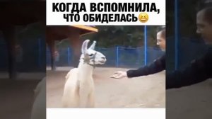 Когда накосячил