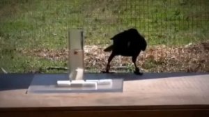 Интересные факты о ВОРОНАХ @discovery_channel_