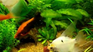 Аквариум 360 литров кормление рыб Гуппи и Меченосцы