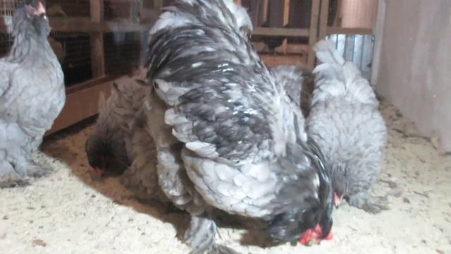 брама голубая, Дарьин двор, декабрь 2022 смотреть онлайн