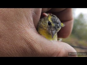 Ловля певчих птиц 4 сентября 2021 год.