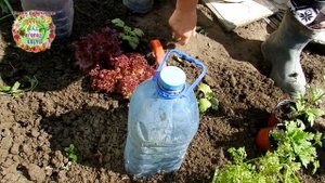 Как из одного черенка хризантемы вырастить целую поляну хризантем