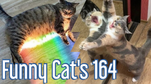 Смешные коты#164